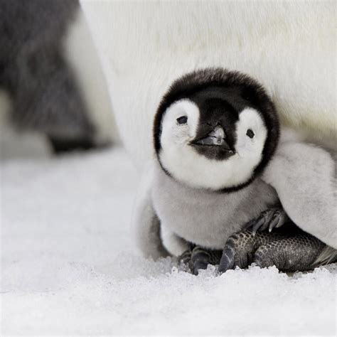 Free download Cute Penguins Cute Mighty Pictures [1024x1024] for your Desktop, Mobile & Tablet ...