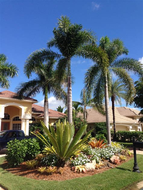 https://www.seabreezenurseries.com/heritage_palms_foxtails.JPG | Palm trees landscaping ...