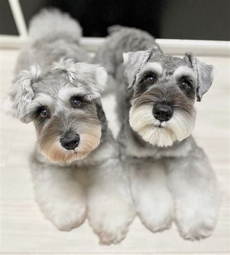 Mini Schnauzers (Japanese haircut style) | Grappige huisdieren, Hondjes, Dwergschnauzer