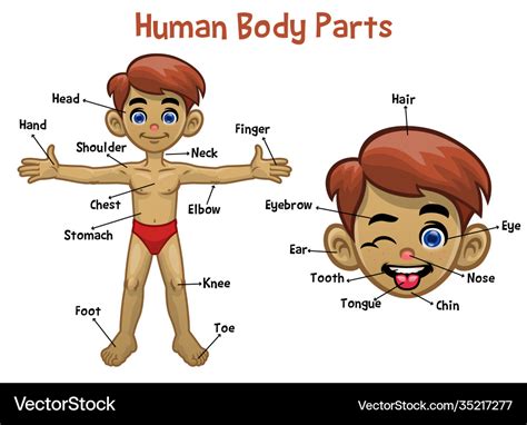 Model cartoon white boy with body parts name Vector Image