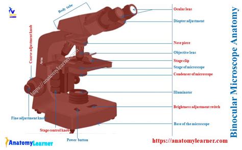 Binocular Microscope Anatomy - Parts and Functions with a Labeled Diagram » AnatomyLearner ...