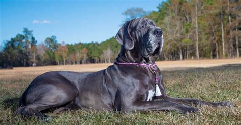 Which Is Bigger Great Dane Or Irish Wolfhound