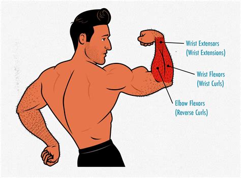 How To Develop Strong Forearms - Bathmost9