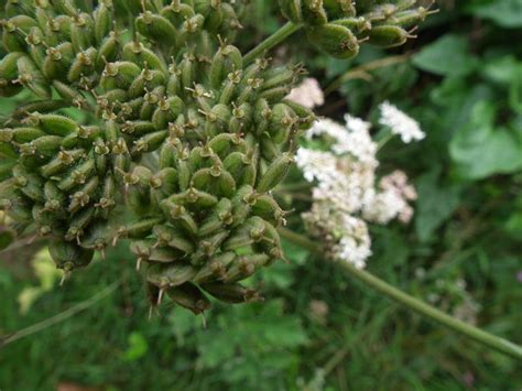 Common Hogweed (Heracleum Sphondylium) Identification