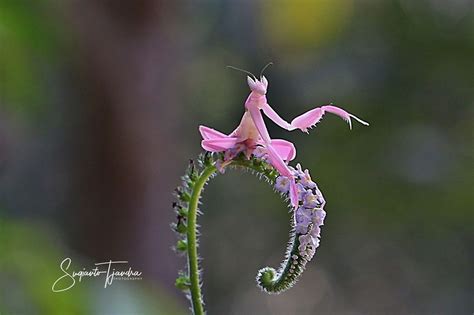 Orchid Mantis Pet Australia - Petspare