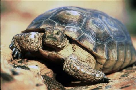 Endangered tortoises moved for Army training