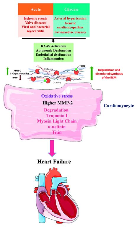 Cardiac remodeling in HF. HF occurs after an acute or chronic harmful ...