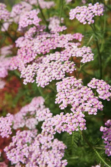 13 of the Best Yarrow Varieties for the Home Garden | Gardener’s Path