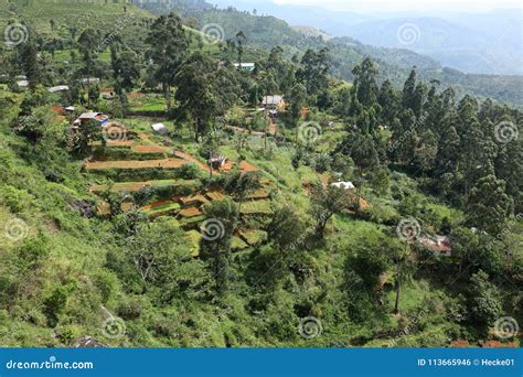 Rice Terraces and Rice Cultivation in Sri Lanka Stock Photo - Image of ...