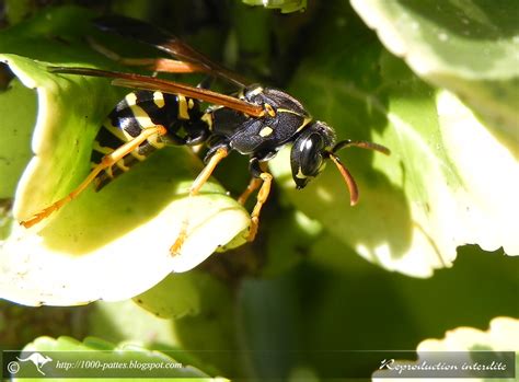 WILDLIFE GATEWAY: Classification du règne animal, par l'exemple des guêpes