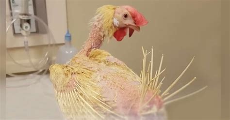 Rescued Chicken Who Lost All Her Feathers Completely Transforms - The Dodo