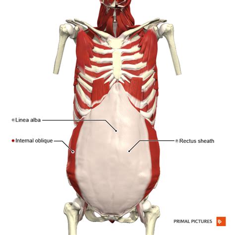 Muscles of Respiration - Physiopedia