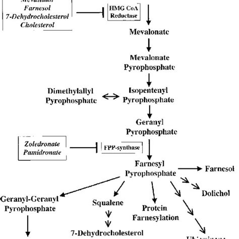 The mevalonate pathway showing relevant mevalonate pathway enzymes... | Download Scientific Diagram