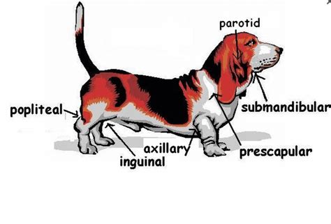 Symptoms of Swollen Inguinal Lymph Nodes in Dogs - PetHelpful