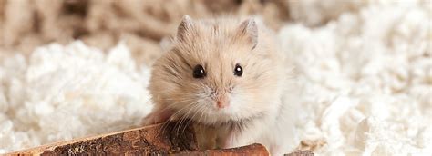 Small Pets for Sale: Hamsters, Gerbils, Mice & More | PetSmart