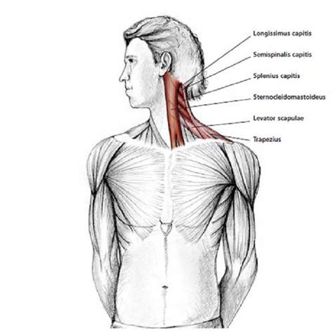 Anatomy Of The Neck And Shoulder