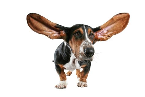 Free Dog Ear Cliparts, Download Free Dog Ear Cliparts png images, Free ...