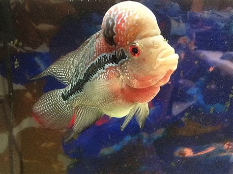 Flowerhorn Fish Keeping: The Ultimate Care, Diet, & Breeding Guide