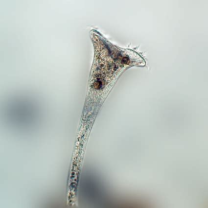 Stentor - Droplet Photo Gallery