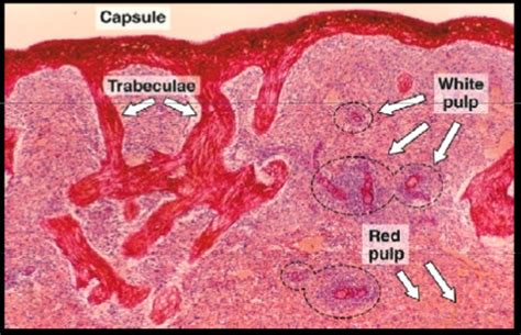 Spleen Trabeculae Histology