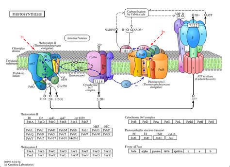 KEGG PATHWAY: Photosynthesis - Reference pathway