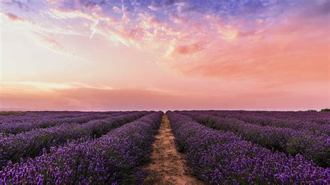 Download Pink 4K Sky Lavender Field Wallpaper | Wallpapers.com