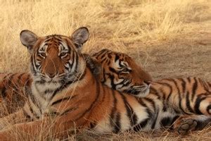 The South China Tiger | Saving Earth | Encyclopedia Britannica