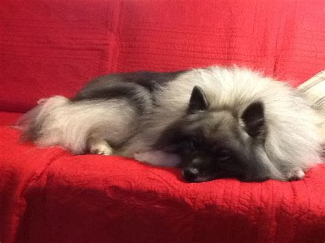 My pampered Keeshond.