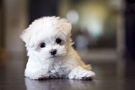 Cute Maltese Puppy...my next dog to get just hard to find.........oooooo so adorable | Maltese ...