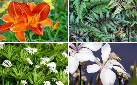 10 Plants for Wet Areas (Moisture Loving Plants) - Garden Lovers Club