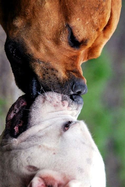 Puppy love | Puppies, Dogs and puppies, Animals