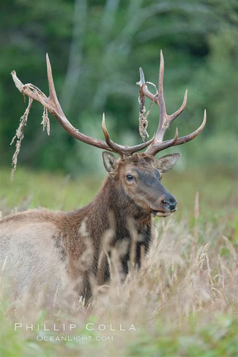 Roosevelt elk, adult bull male with large antlers, Redwood National ...