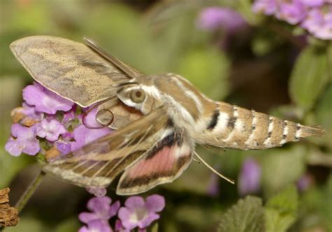 Striped Hawkmoth from Israel - What's That Bug?