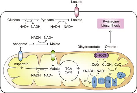 The hallmarks of cancer metabolism: Still emerging: Cell Metabolism