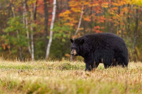 4 of the Best Places to Spot Bears in the Smoky Mountains