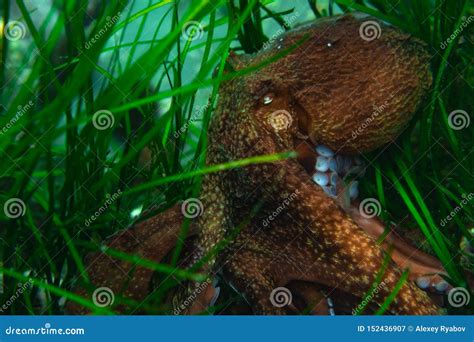 Diving and Underwater Photography, Octopus Under Water in Its Natural Habitat. Stock ...