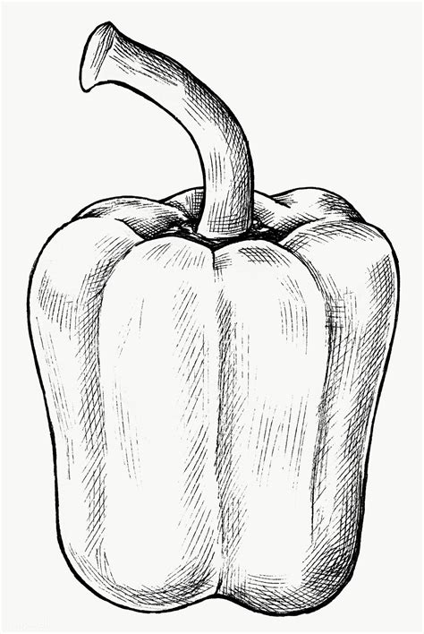 Hand drawn fresh bell pepper transparent png | free image by rawpixel.com | Stuffed bell peppers ...