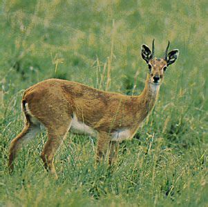 Oribi | African Antelope, Small Mammal & Conservation Status | Britannica