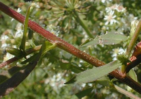 Calico Aster (Symphyotrichum lateriflorum)