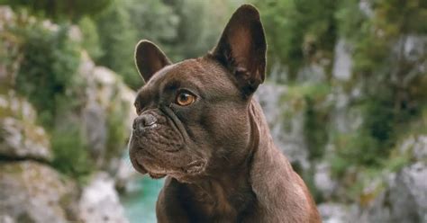 French Bulldog Names Made Easy: Browse our Trending Selection of Names ...