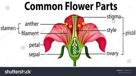 Draw And Label The Parts Of A Flower