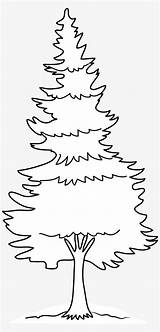 Pine Tree Outline Az Coloring Pages Sketch Page sketch template