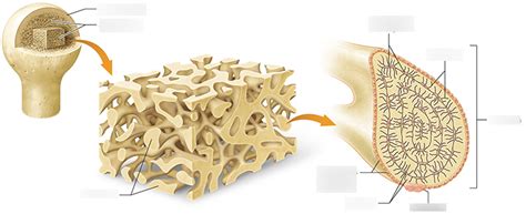 Structure of Spongy Bone: Trabeculae Diagram | Quizlet