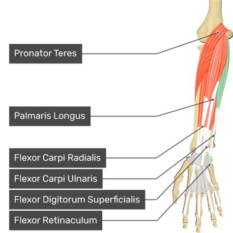 Flexor Carpi Ulnaris | GetBodySmart