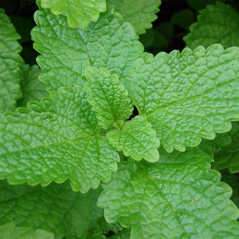 Melissa officinalis Lemon Balm | Buy Herb Plants