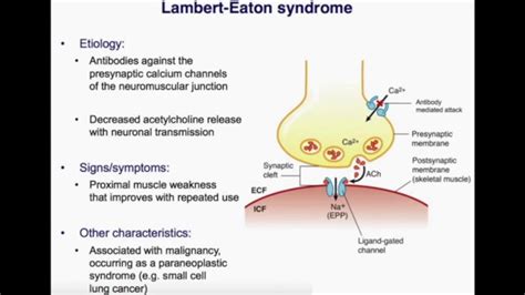 Myasthenia Gravis V. Lambert Eaton Syndrome [USMLE] - YouTube