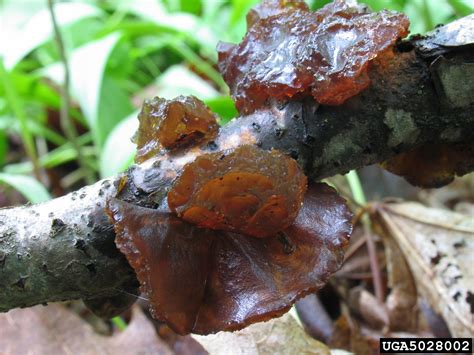 wood ear (Auricularia auricula-judae)