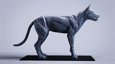 Pin by Amy Chema on （艺术）雕塑+模型 Model Sculpture in 2020 | Dog anatomy ...