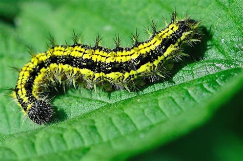 Yellow and black fuzzy caterpillar | Flickr - Photo Sharing!