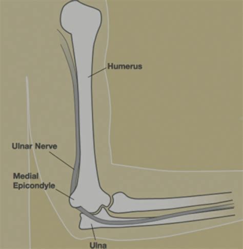 Fun fact: the funny bone is actually the ulnar nerve. That's pretty ...